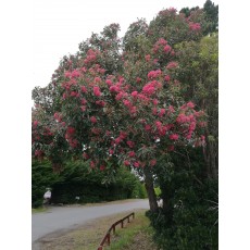 Corymbia ficifolia